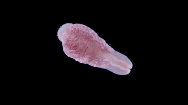 Nemertea worm Malacobdella grossa under microscope, class Hoplonemertea. Male releases sperm through special cavities White Sea.