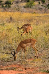 Impala antelope in Kruger National Park