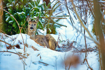 roe deer lying in the snow © Pawe