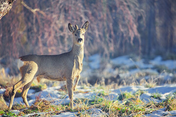 roe deer standing in a meadow © Pawe