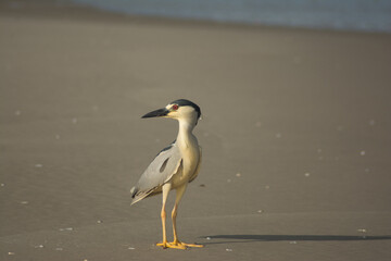 Black-crowned Night Heron (Nycticorax nycticorax) on the beach