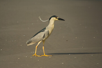 Black-crowned Night Heron (Nycticorax nycticorax) on the beach