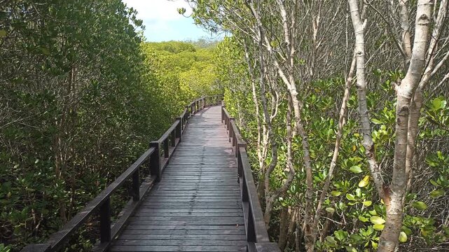 wooden pathway walkway in mangrove tree forest in Thailand