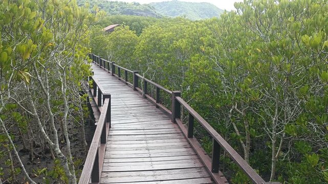 wooden pathway walkway in mangrove tree forest in Thailand