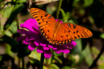 monarch butterfly on flower