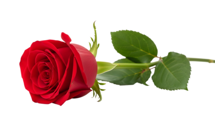 Beautiful red rose lying on a white surface isolated on transparent background