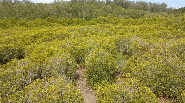 mangrove tree jungle forest in Thailand