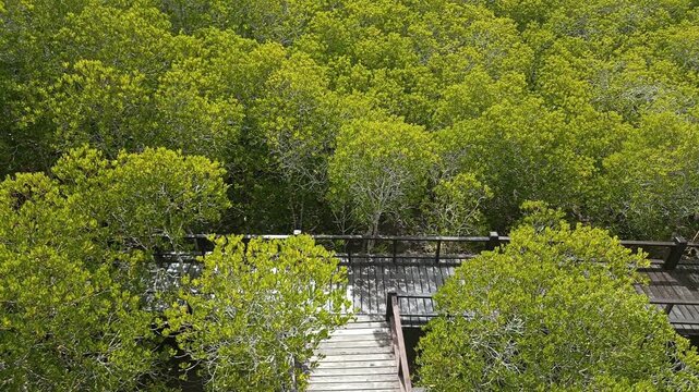 wooden pathway walkway in mangrove tree forest in Thailand