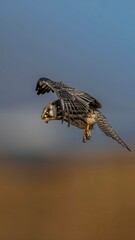 red tailed hawk in flight