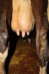 Mastitis in a cow ’s udder showing clinical signs with clear swelling on the right quarter compared to the left. Useful for veterinary medicine, dairy health research, and livestock disease awareness.