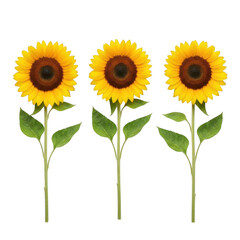 Obraz premium Three vibrant sunflowers stand tall on showcasing summer beauty and nature transparent background