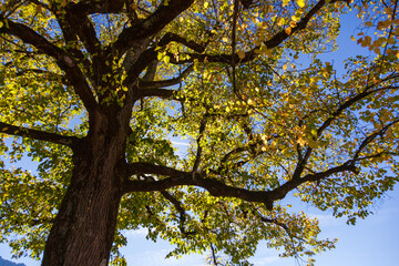 Looking up at the interplay of light and shadow on the tree canopy creates a beautiful scene.