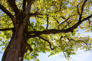 Looking up at the interplay of light and shadow on the tree canopy creates a beautiful scene.