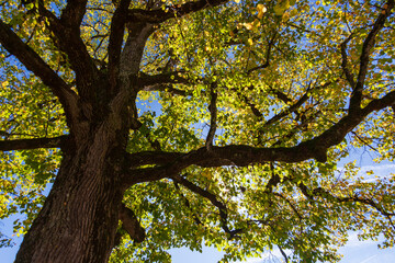 Looking up at the interplay of light and shadow on the tree canopy creates a beautiful scene.