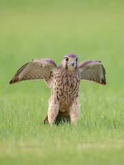 red tailed hawk in flight