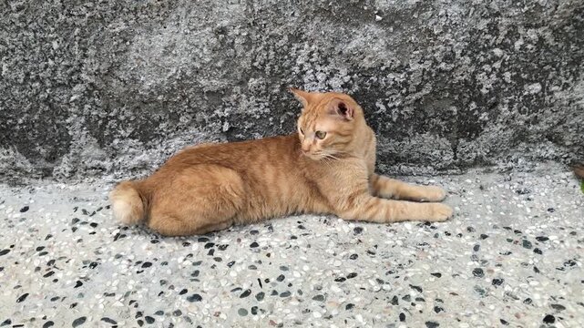 A cute orange tabby cat with funny American bobtail and beautiful face resting on a concrete ground outdoors.