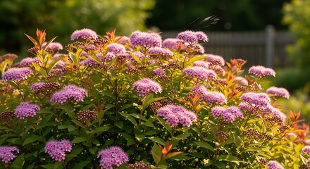 Blooming Spiraea japonica - A Vibrant Display of Pink Flowers.