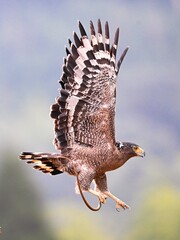 red tailed hawk buteo