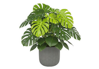 Lush green monstera deliciosa plant in ribbed dark pot, white bg