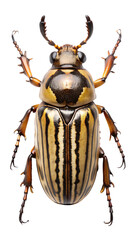 A detailed studio shot of a japanese beetle, isolated on transparent background, showcasing its intricate exoskeleton and vibrant coloration, perfect for entomology and nature studies