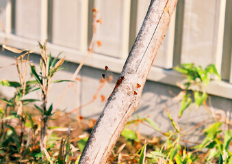 赤とんぼの美麗なマクロ撮影 © taka