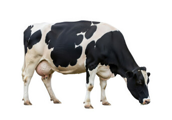 Holstein friesian dairy cow eating grass, livestock farm animal