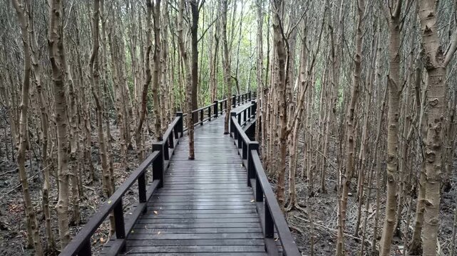 wooden pathway walkway in mangrove tree forest in Thailand