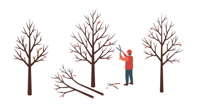Tree pruning process with gardener using shears in minimalist design
