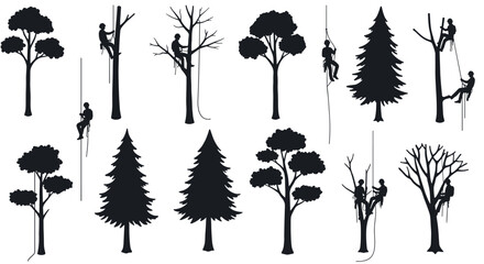 Fototapeta premium Silhouette of arborists climbing various trees for maintenance and pruning