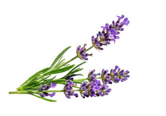 Close-up of aromatic lavender blossoms with green leaves on white