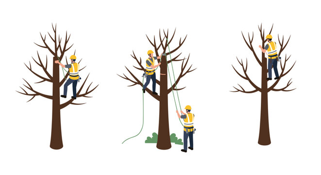 Tree surgeons pruning branches professional arborists climbing trees for maintenance