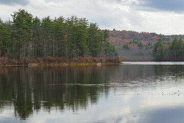Trees at Spruce Pond, Deerfield, New Hampshire USA