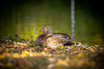 female mallard duck resting in the sunset