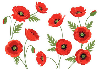 Red poppy flowers floral illustration, spring and summer design