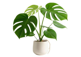 Monstera deliciosa plant in white pot isolated on clean background.