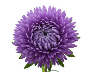 Lush purple aster blossom, vibrant and fresh, isolated on white
