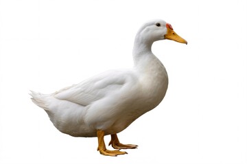 Isolated white pekin duck standing side view poultry farm animal waterfowl bird