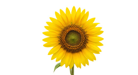 Fototapeta premium A close up of a vibrant yellow sunflower with a dark center on a black background isolated shot