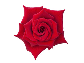 Red velvet rose isolated on transparent background, png