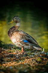 duck by the water on a sunny afternoon