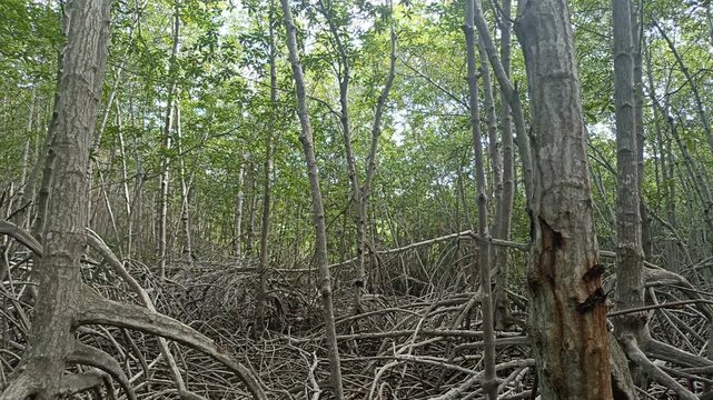 mangrove tree jungle forest in Thailand