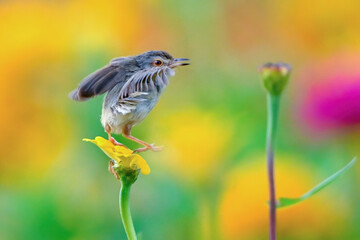 sparrow on a green grass