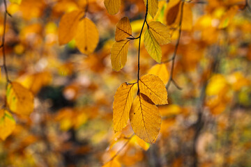 Autumn scene close up of golden coloured beech tree leaves against a golden diffuse background in Wiltshire, UK