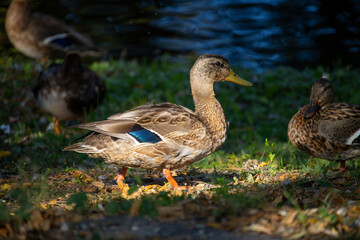 duck walking along the grass by the river