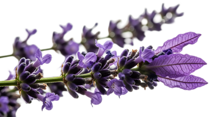 A close up shot of a lavender flower with a black background showing its delicate details clearly