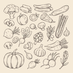 Obraz premium Detailed hand-drawn vector set of various vegetables, perfect for organic food packaging, cookbooks, or healthy lifestyle design.
