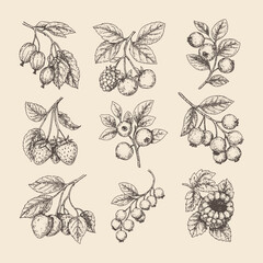 Delicate hand-drawn botanical vector set with detailed leaves, berries, and flowers. Perfect for prints, patterns, or vintage label designs.