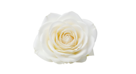 White rose flower studio shot elegant bloom delicate beauty