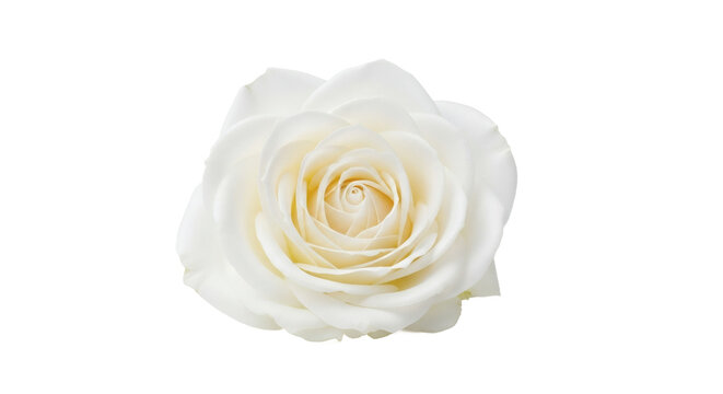 White rose flower studio shot elegant bloom delicate beauty - Powered by Adobe