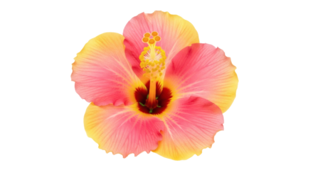 Vibrant peach hibiscus flower showcasing delicate textures and color harmony